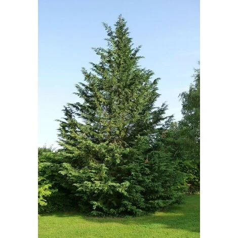 Cipresso Di Leyland "Cupressocyparis Leylandii" Pianta In Vaso H. 70/90 Cm 4 Cipresso Di Leyland "Cupressocyparis Leylandii" Pianta In Vaso H. 70/90 Cm - immagine 4