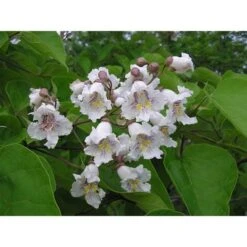 Catalpa Bignonioides "Albero Dei Sigari" Pianta In Vaso H. 80/100 Cm -Vendite VIDAXL 19666370 3