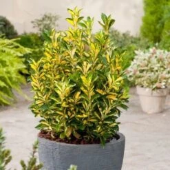 Evonimo "Euonymus Japonicus Livornese" 3 Piante Da Siepe In Vaso 9 Cm -Vendite VIDAXL 19666386 3