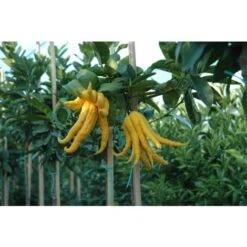 Limone "Mano Di Buddha" Cedro Agrumi Di Sicilia Pianta H. 130/160 Cm -Vendite VIDAXL 19806143 3