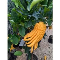 Limone "Mano Di Buddha" Cedro Agrumi Di Sicilia Pianta H. 130/160 Cm -Vendite VIDAXL 19806143 4