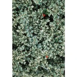 Cotognastro "Cotoneaster Horizontalis Variegatus" Pianta In Vaso 12 Cm H. 50/70 Cm