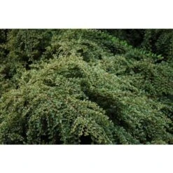 Cotognastro "Cotoneaster Horizontalis Variegatus" Pianta In Vaso 12 Cm H. 50/70 Cm -Vendite VIDAXL 19806153 3