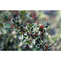 Cotognastro "Cotoneaster Horizontalis Variegatus" Pianta In Vaso 12 Cm H. 50/70 Cm -Vendite VIDAXL 19806153 4