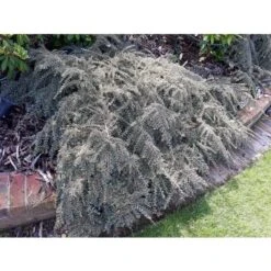 Cotognastro "Cotoneaster Horizontalis Variegatus" Pianta In Vaso 12 Cm H. 50/70 Cm -Vendite VIDAXL 19806153 5