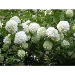 Viburno Palla Di Neve "Viburnum Opulus" Pianta In Vaso 9 Cm -Vendite VIDAXL 19859162 4