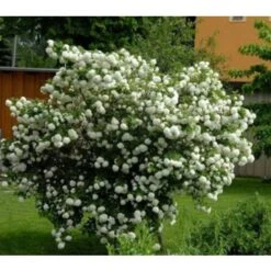 Viburno Palla Di Neve "Viburnum Opulus" Pianta In Vaso 9 Cm -Vendite VIDAXL 19859162 5