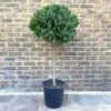 Alloro "Laurus Nobilis" Pianta Ad Alberello In Vaso 26 Cm H. 100/120 Cm