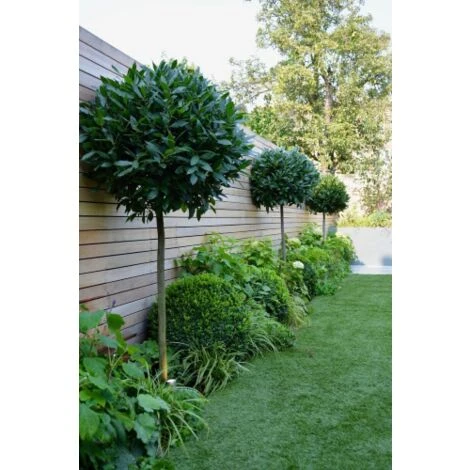 Alloro "Laurus Nobilis" Pianta Ad Alberello In Vaso 26 Cm H. 100/120 Cm 2 Alloro "Laurus Nobilis" Pianta Ad Alberello In Vaso 26 Cm H. 100/120 Cm - immagine 2