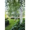 Betulla Bianca Alba "Betula Pendula" 3 Piante In Vaso H. 120/150 Cm