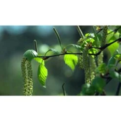 Betulla Bianca Alba "Betula Pendula" 3 Piante In Vaso H. 120/150 Cm -Vendite VIDAXL 19939545 3