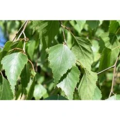 Betulla Bianca Alba "Betula Pendula" 3 Piante In Vaso H. 120/150 Cm -Vendite VIDAXL 19939545 4