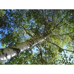 Betulla Bianca Alba "Betula Pendula" 3 Piante In Vaso H. 120/150 Cm -Vendite VIDAXL 19939545 5