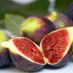 Fico "Ficus Carica Brown Turkey" Pianta In Vaso 12 Cm -Vendite VIDAXL 19999157 3