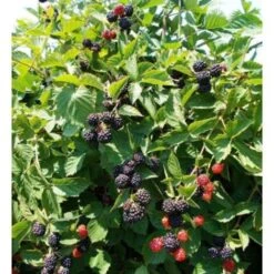 Mora "Rubus Fruticosus" Frutti Di Bosco Pianta In Vaso H. 60/80 Cm Con Canna -Vendite VIDAXL 20040289 3