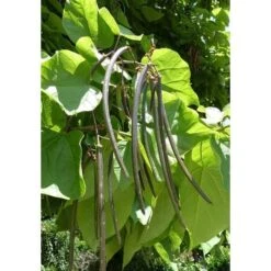 Catalpa Bignonioides "Albero Dei Sigari" Pianta In Vaso H. 100/140 Cm -Vendite VIDAXL 20255353 4