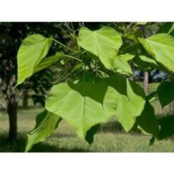 Catalpa Bignonioides "Albero Dei Sigari" Pianta In Vaso H. 100/140 Cm -Vendite VIDAXL 20255353 5