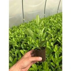 Lauroceraso "Prunus Laurocerasus" Pianta In Vaso Biodegradabile -Vendite VIDAXL 20255354 4