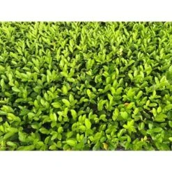 Lauroceraso "Prunus Laurocerasus" Pianta In Vaso Biodegradabile -Vendite VIDAXL 20255354 5