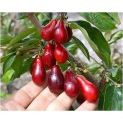 Corniolo "Cornus Mas" Pianta In Vaso 14 Cm H. 40/60 Cm -Vendite VIDAXL 20296604 3