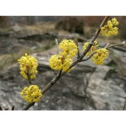 Corniolo "Cornus Mas" Pianta In Vaso 14 Cm H. 40/60 Cm -Vendite VIDAXL 20296604 4