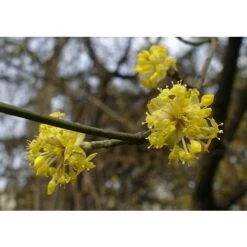 Corniolo "Cornus Mas" Pianta In Vaso 14 Cm H. 40/60 Cm -Vendite VIDAXL 20296604 5