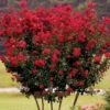 Lagerstroemia Indica Rossa "Dynamite" Pianta In Vaso 13 Cm
