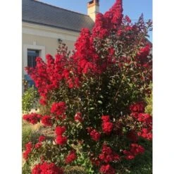Lagerstroemia Indica Rossa "Dynamite" Pianta In Vaso 13 Cm -Vendite VIDAXL 20296607 3