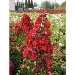 Lagerstroemia Indica Rossa "Dynamite" Pianta In Vaso 13 Cm -Vendite VIDAXL 20296607 4