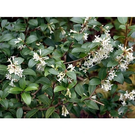 Osmanto "Osmanthus X Burkwoodii" Pianta Da Siepe In Vaso 11 Cm 2 Osmanto "Osmanthus X Burkwoodii" Pianta Da Siepe In Vaso 11 Cm - immagine 2