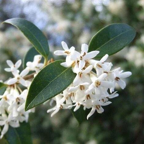 Osmanto "Osmanthus X Burkwoodii" Pianta Da Siepe In Vaso 11 Cm 3 Osmanto "Osmanthus X Burkwoodii" Pianta Da Siepe In Vaso 11 Cm - immagine 3