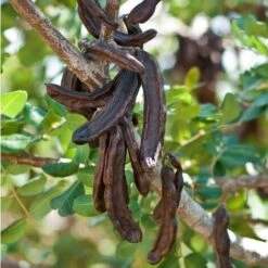 Carrubo "Ceratonia Siliqua" Pianta Da Frutto In Vaso 9 Cm