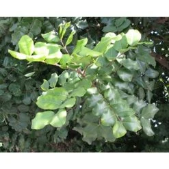 Carrubo "Ceratonia Siliqua" Pianta Da Frutto In Vaso 9 Cm -Vendite VIDAXL 20358145 3