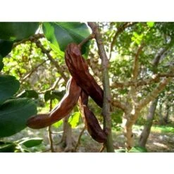 Carrubo "Ceratonia Siliqua" Pianta Da Frutto In Vaso 9 Cm -Vendite VIDAXL 20358145 4