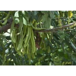 Carrubo "Ceratonia Siliqua" Pianta Da Frutto In Vaso 9 Cm -Vendite VIDAXL 20358145 5