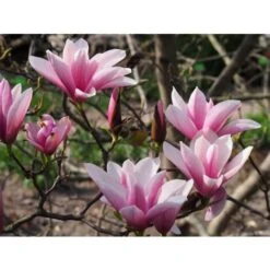 Magnolia Giapponese "Magnolia Soulangeana Heaven Scent" Pianta In Vaso 16 Cm H. 60/80 Cm -Vendite VIDAXL 20493230 3