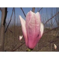 Magnolia Giapponese "Magnolia Soulangeana Heaven Scent" Pianta In Vaso 16 Cm H. 60/80 Cm -Vendite VIDAXL 20493230 4