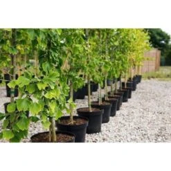 Ginkgo Biloba Pianta In Vaso 9 Cm -Vendite VIDAXL 20493240 3