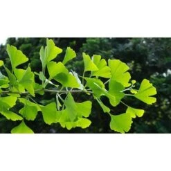 Ginkgo Biloba Pianta In Vaso 9 Cm -Vendite VIDAXL 20493240 4