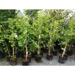 Ginkgo Biloba Pianta In Vaso 9 Cm -Vendite VIDAXL 20493240 5