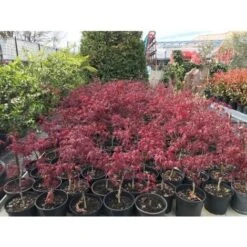 Acero Rosso Giapponese "Acer Palmatum Fireglow" Pianta In Vaso Da 2 Litri -Vendite VIDAXL 20920958 5