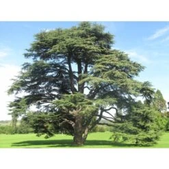 Cedro Dell'Atlante "Cedrus Atlantica" Pianta In Vaso 17 H. 70/90 Cm