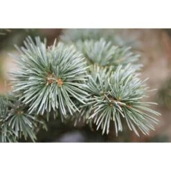 Cedro Dell'Atlante "Cedrus Atlantica" Pianta In Vaso 17 H. 70/90 Cm -Vendite VIDAXL 22005135 3