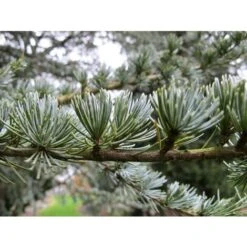 Cedro Dell'Atlante "Cedrus Atlantica" Pianta In Vaso 17 H. 70/90 Cm -Vendite VIDAXL 22005135 4