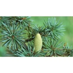 Cedro Dell'Atlante "Cedrus Atlantica" Pianta In Vaso 17 H. 70/90 Cm -Vendite VIDAXL 22005135 5