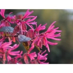 Loropetalum Chinense Pianta A Cespuglio In Vaso 9x9 Cm -Vendite VIDAXL 23744019 3