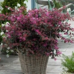 Loropetalum Chinense Pianta A Cespuglio In Vaso 9x9 Cm -Vendite VIDAXL 23744019 4