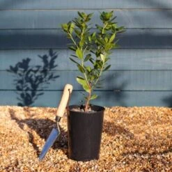 Corbezzolo "Arbutus Unedo" Pianta In Vaso Biodegradabile