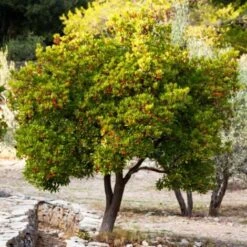 Corbezzolo "Arbutus Unedo" Pianta In Vaso Biodegradabile -Vendite VIDAXL 23744026 3
