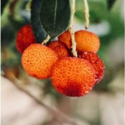 Corbezzolo "Arbutus Unedo" Pianta In Vaso Biodegradabile -Vendite VIDAXL 23744026 5